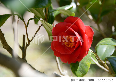 猩紅色的近海山茶花 88668897