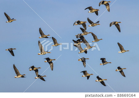 Great Goose, (Anser anser), Southern Bohemia, Czech Republic Great Goose, (Anser anser), Southern Bohemia, Czech Republic 88669164