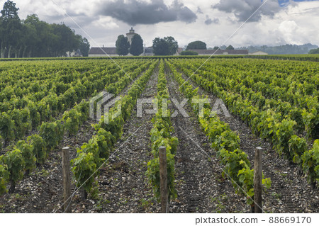 Typical vineyards near Chateau Lagrange, Bordeaux, Aquitaine, France Typical vineyards near Chateau Lagrange, Bordeaux, Aquitaine, France 88669170