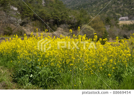 Dumo Village Dumo Village 88669454