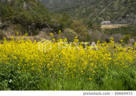 Dumo Village Dumo Village 88669455