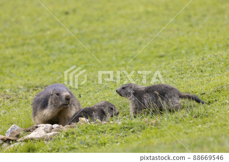 Marmot near Tignes,  Tarentaise Valley, Department Savoie,  Auvergne-Rhone-Alpes region, France 88669546