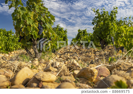 Typical vineyard with stones near Chateauneuf-du-Pape, Cotes du Rhone, France 88669575