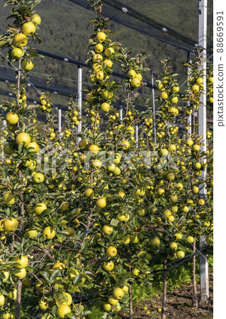 Apple orchard in Aica, South Tyrol, Italy 88669591
