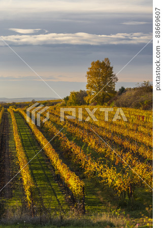 Autumn vineyard near Velke Bilovice, Southern Moravia, Czech Republic 88669607