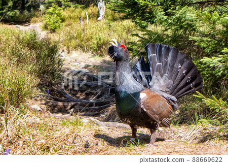 Male western capercaillie protecting his territory in forest during breeding season in Slovakia Male western capercaillie protecting his territory in forest during breeding season in Slovakia 88669622