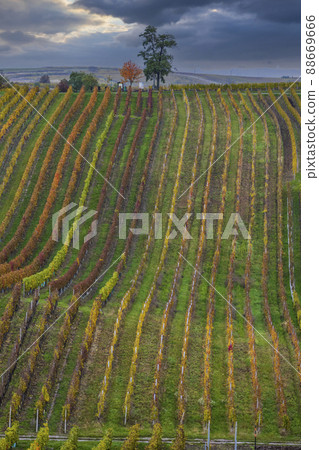 Autumn vineyard near Cejkovice, Southern Moravia, Czech Republic Autumn vineyard near Cejkovice, Southern Moravia, Czech Republic 88669666