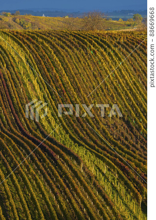 Autumn vineyard near Cejkovice, Southern Moravia, Czech Republic 88669668