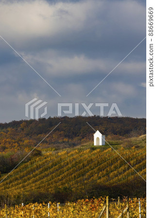 Autumn vineyard near Hnanice, Znojmo region, Southern Bohemia, Czech Republic 88669669