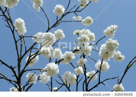 白花桃 白花桃 88669686
