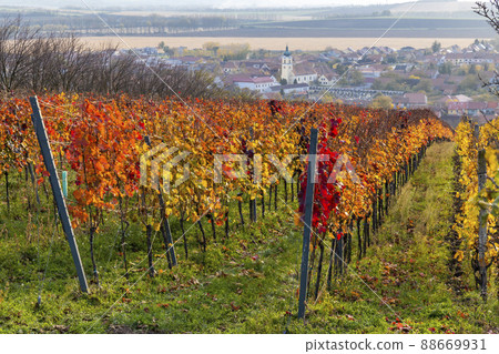 Autumn vineyards in Blatnice pod Svatym Antoninkem, Southern Moravia, Czech Republic 88669931