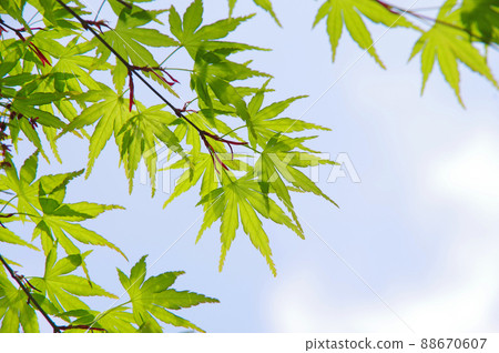 Fresh green of maple (blue sky background) Fresh green of maple (blue sky background) 88670607