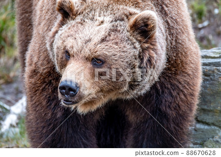 Close up big brown bear in spring forest 88670628