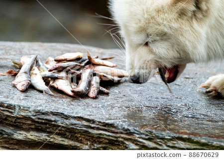 White arctic fox eating fish from a stone 88670629