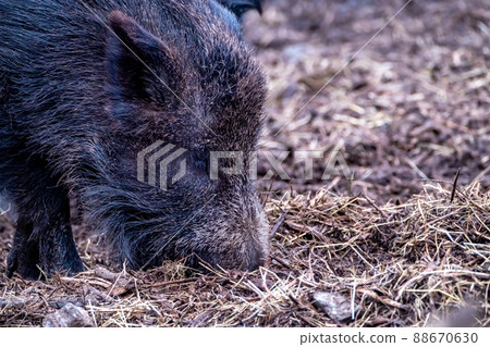 Hungry wild boar grazing in the forest 88670630