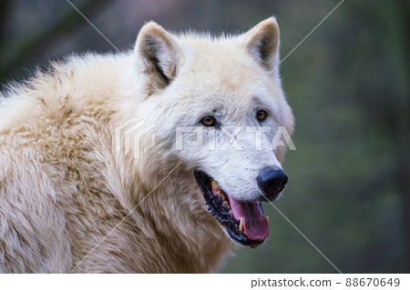 Arctic wolf (Canis lupus arctos), also known as the white wolf or polar wolf Arctic wolf (Canis lupus arctos), also known as the white wolf or polar wolf 88670649