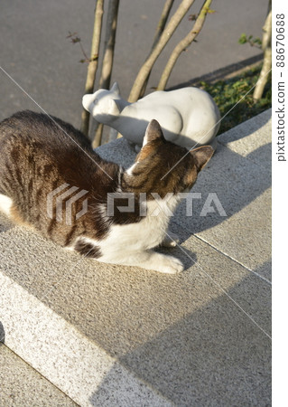 Cats and cats. It's almost dark. I'm hungry. Cat image material Cats and cats. It's almost dark. I'm hungry. Cat image material 88670688
