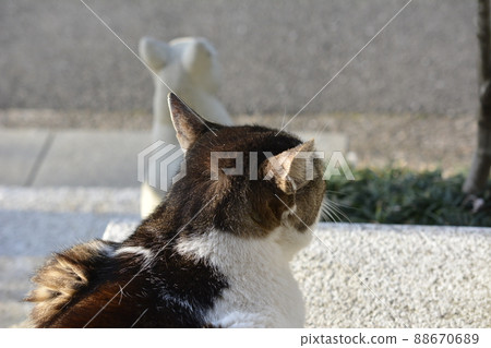 Cats and cats. It's almost dark. I'm hungry. Cat image material Cats and cats. It's almost dark. I'm hungry. Cat image material 88670689