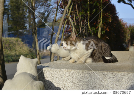 貓和貓。天快黑了。我餓了。貓圖片素材 貓和貓。天快黑了。我餓了。貓圖片素材 88670697