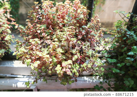 Turtle Vine, Inch Plant or Creeping Inch Plant or Creeping Basket Plant or Bolivian Jew or Callisia repens or Commelinaceae Turtle Vine, Inch Plant or Creeping Inch Plant or Creeping Basket Plant or Bolivian Jew or Callisia repens or Commelinaceae 88671215