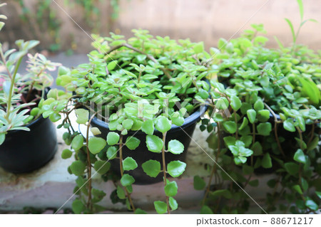Miniature Peperomia or Pilea depressa , Urticaceae Miniature Peperomia or Pilea depressa , Urticaceae 88671217