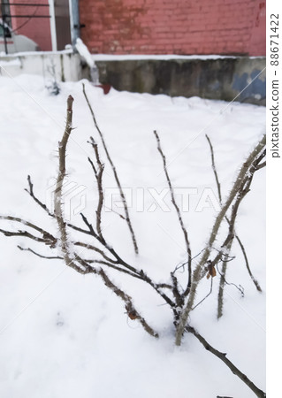 Dry twigs with thorns in the snow Dry twigs with thorns in the snow 88671422