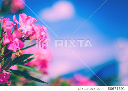 Bright pink oleander flowers with blue sky and pink clouds background Bright pink oleander flowers with blue sky and pink clouds background 88671891