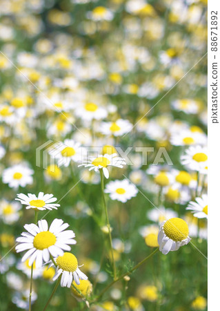 Beautiful blooming medical roman Chamomile flowers Field  88671892