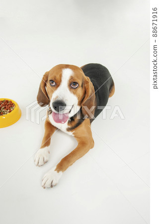 Beagle dog lying down in front of a food ball Beagle dog lying down in front of a food ball 88671916