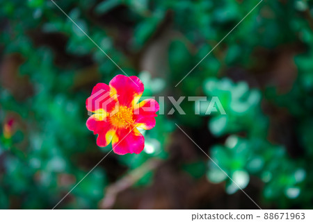Flower red or scarlet color in garden 88671963