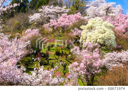 Magnolia and a cherry tree Magnolia and a cherry tree 88671974