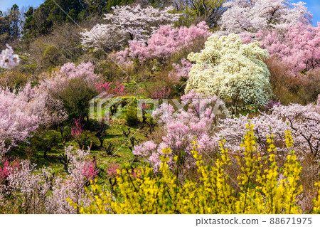 Sakura, magnolia and forsythia Sakura, magnolia and forsythia 88671975