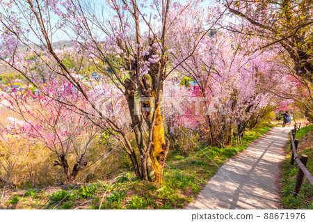 Mountain climbing road of cherry blossoms and peaches 88671976
