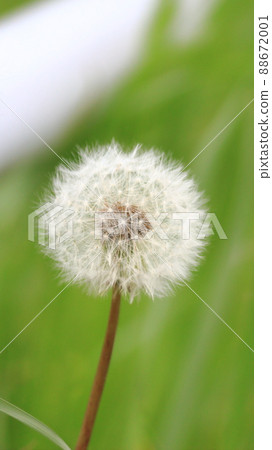 Dandelion fluffy dandelion 88672001