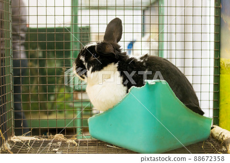 Black and white rabbit in cage closeup 88672358