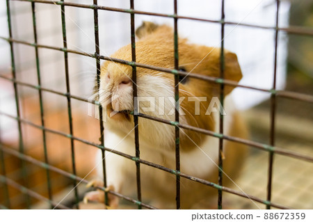 Guinea pig in a cage close up Guinea pig in a cage close up 88672359