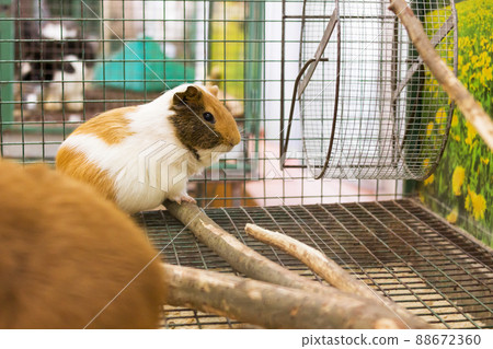 Guinea pig in a cage close up 88672360