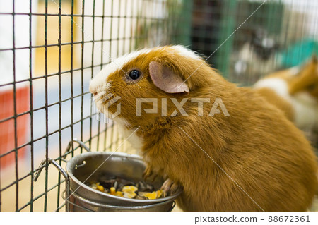 Guinea pig in a cage close up 88672361