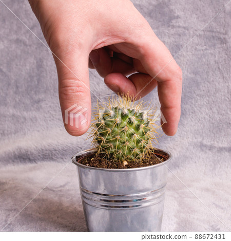 The hand pricks on thorns of cactus 88672431