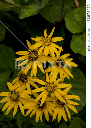 Jerusalem artichoke flowers background. Jerusalem artichoke flowers background. 88672913