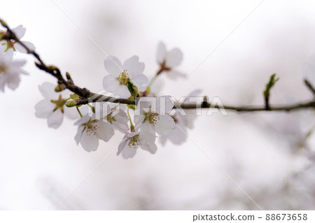 Hitome Senbonzakura Somei Yoshino, Ogawara Town, Miyagi Prefecture Hitome Senbonzakura Somei Yoshino, Ogawara Town, Miyagi Prefecture 88673658