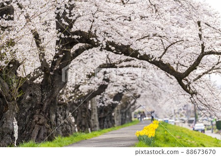 Hitome Senbonzakura Somei Yoshino, Ogawara Town, Miyagi Prefecture 88673670