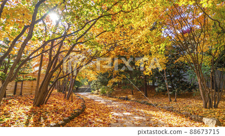Deciduous leaves at the end of autumn leaves 88673715