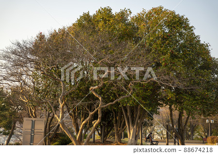 Dolsan Park Dolsan Park 88674218
