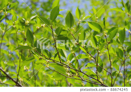 Fresh green leaves [eco image] 88674245
