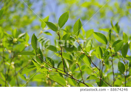 Fresh green leaves [eco image] 88674246
