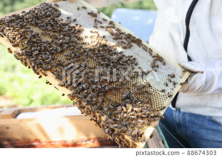 Beekeeper holds frame with honey and bees Beekeeper holds frame with honey and bees 88674303