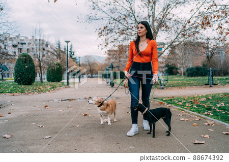 Young woman walking her dogs on leash in park Young woman walking her dogs on leash in park 88674392