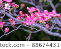 Dogwood in the garden has bloomed ① 88674431