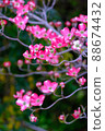 Dogwood in the garden has bloomed ② 88674432